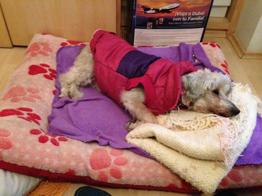 acic23's tweet photo. Mood de domingo.... #CocoaRules http://t.co/wuxULdHb36