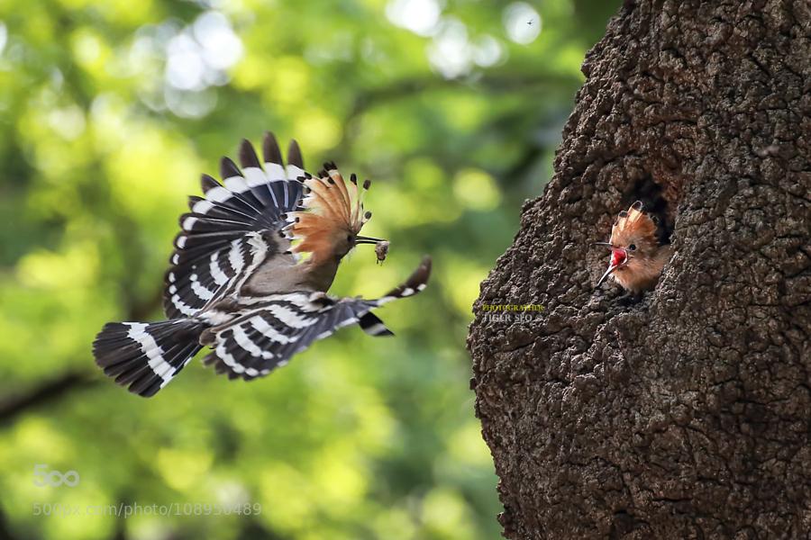 sudipdasin's tweet image. Growing up by TigerSeo #Babay,Bird,Growing up,Hoopoe,Korea,Mother,Nature,Tiger Seo