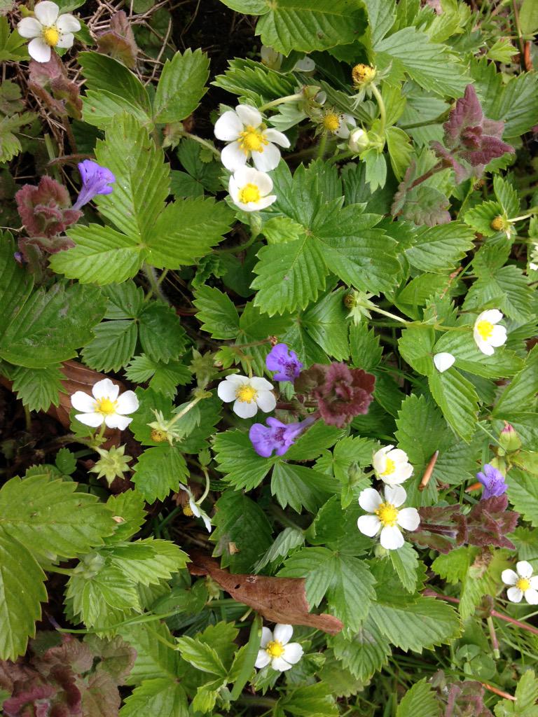 bathurstkristin's tweet photo. Oh that all station platforms were made of wild strawberries & speedwell! @LandmarkTrust #Alton Station #Landmark50 http://t.co/wnPEG8oAzj
