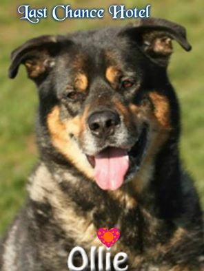 The_Animal_Team's tweet photo. OLLIE #loyall #affectionate 7y #confident experienced home #nocats loves play #cornwall thelastchancehotel@gmail.com http://t.co/sxHvzt18k8