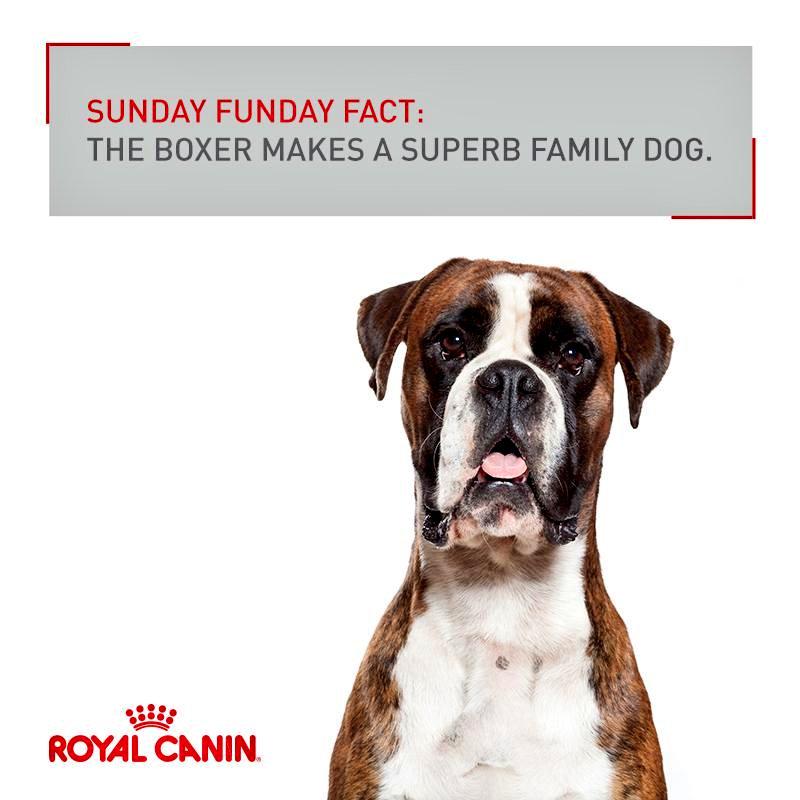 BoxerKennel's tweet photo. #SundayFunday #BoxerBreed
🐾 http://t.co/zdtQU3eHtX 🐾
#BoxerDog #BoxerLove @alebaIgorrIa1 #ILoveMyBoxer #BoxerLover
🐾 http://t.co/8aCIWfruYS