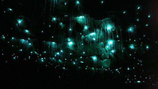 ExploreVibe's tweet photo. Waitomo Caves in New Zealand😍 http://t.co/St0rG7x8Lf