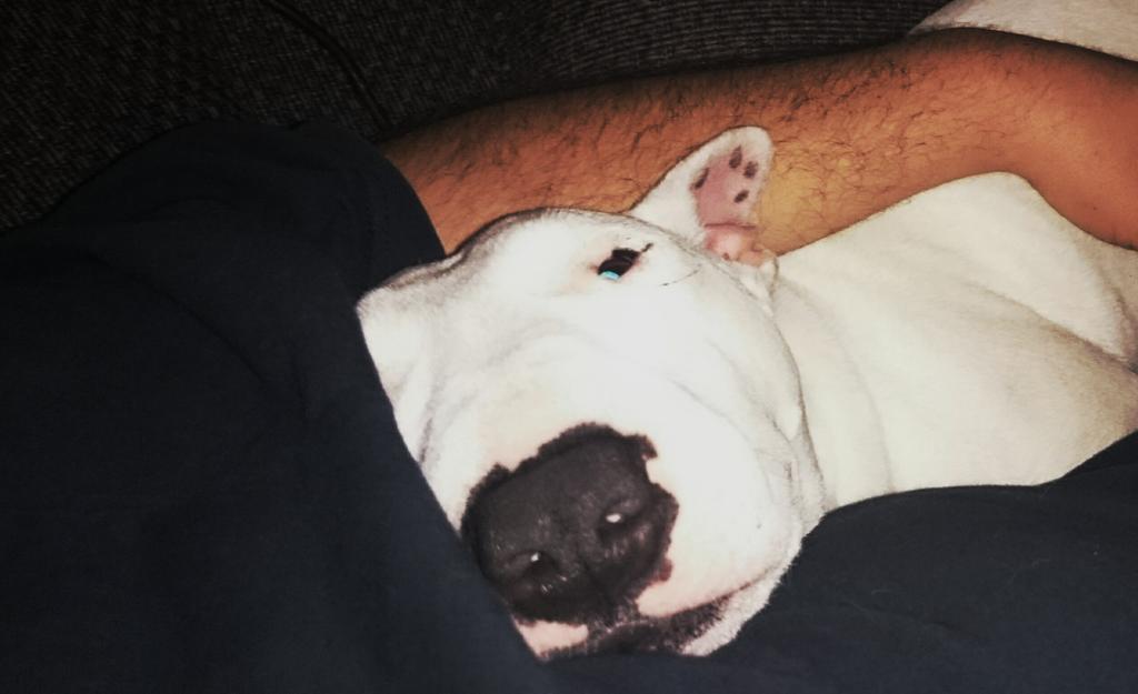 BorisL2077's tweet photo. Sleeping Beauty , wenn der nur nicht so komische Geräusche machen würde.... #dogs #minibulli http://t.co/EADiAV5aVG