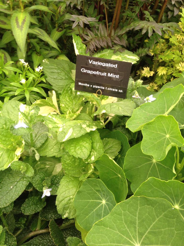 I thought I had all the mints I wanted, til I got to the @hooksgreenherbs stand #RHSChelsea