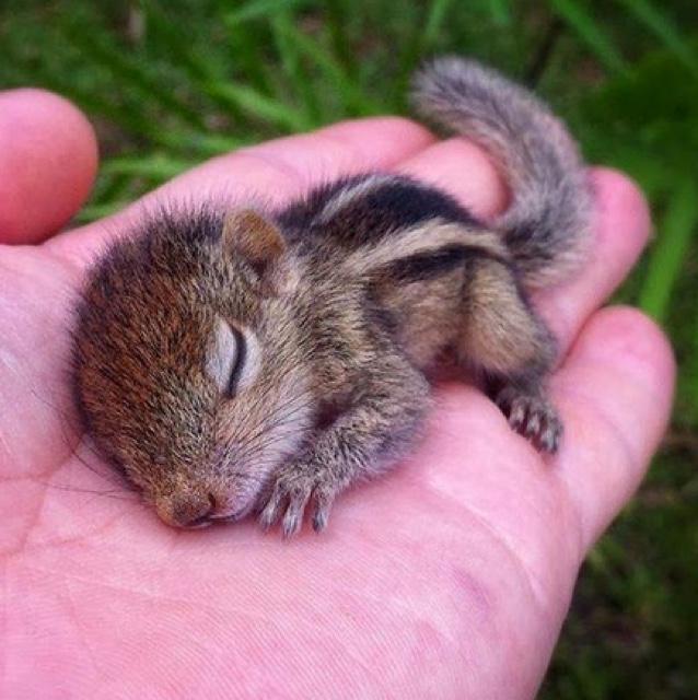 CutestDaily's tweet photo. http://t.co/ofkjipo2ZI