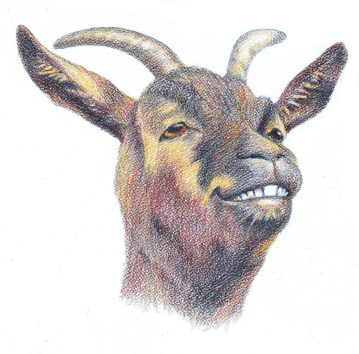 goatspy's tweet photo. I am a goat-of-colour. (See below) http://t.co/r6fXURGexK