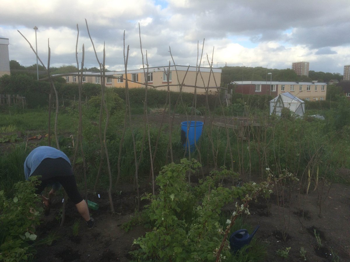 mary_robbo's tweet photo. Many thanks to @LeedsCoppice for my lovely bean poles and pea sticks!! #allotment #vegetables #leeds http://t.co/acm3mv2Vjb