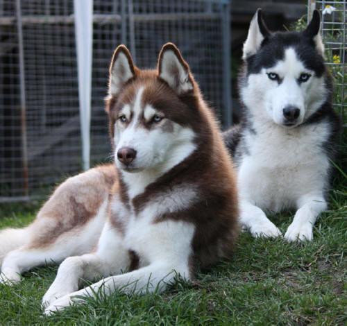 Catherine Bruce on Twitter "My two baby's Siberian husky