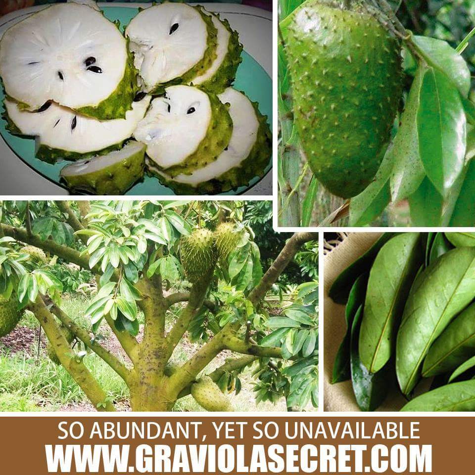 gdalkoparan's tweet photo. Guanabana sourp. tarçın elmasi kanser tümörleri ni 10.000 kat daha izle yok ediyor http://t.co/FD1mlrQnkx
