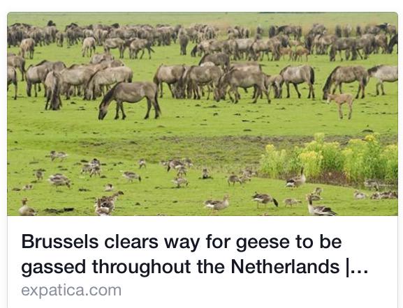 MariiPoppeins's tweet photo. @EU_Commission #EuropeFails #AnimalRights #Cunts @GeorgiePatric @sbpolk1965 @c7c58b6654f246a http://t.co/fYn25fkIYf http://t.co/qxR6k3CogC