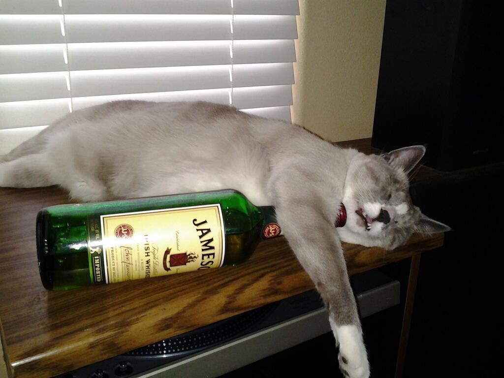 MasonCoriell's tweet photo. Cats are drunk ninjas or reincarnated drag queens? Discuss #CatsfromHell #caturday http://t.co/MhDHHwvlO6