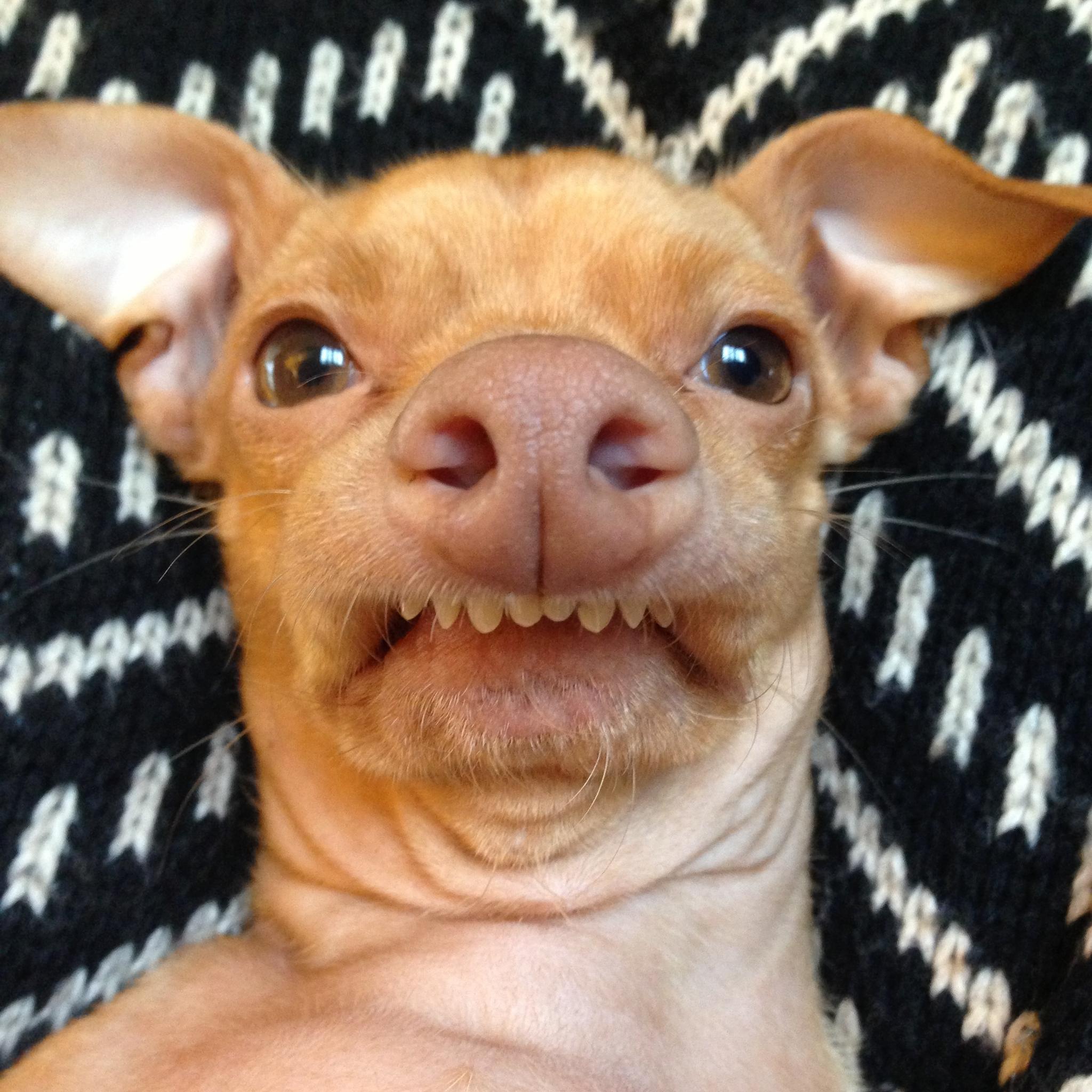 Dog With Overbite Meme
