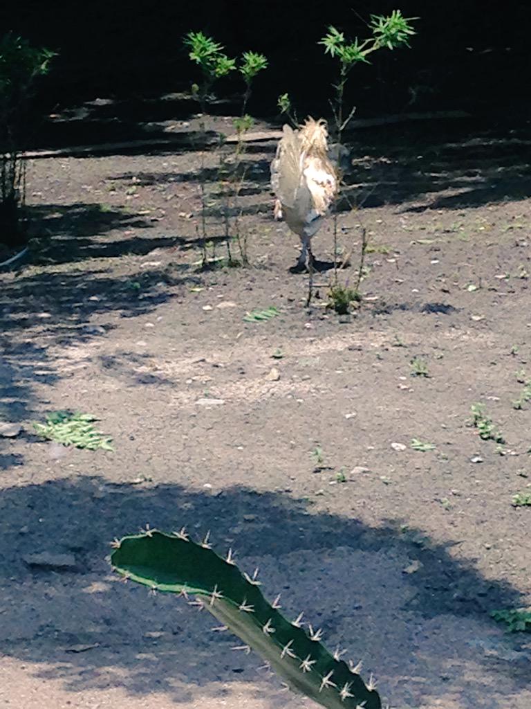 Mickey Vargas tweet media