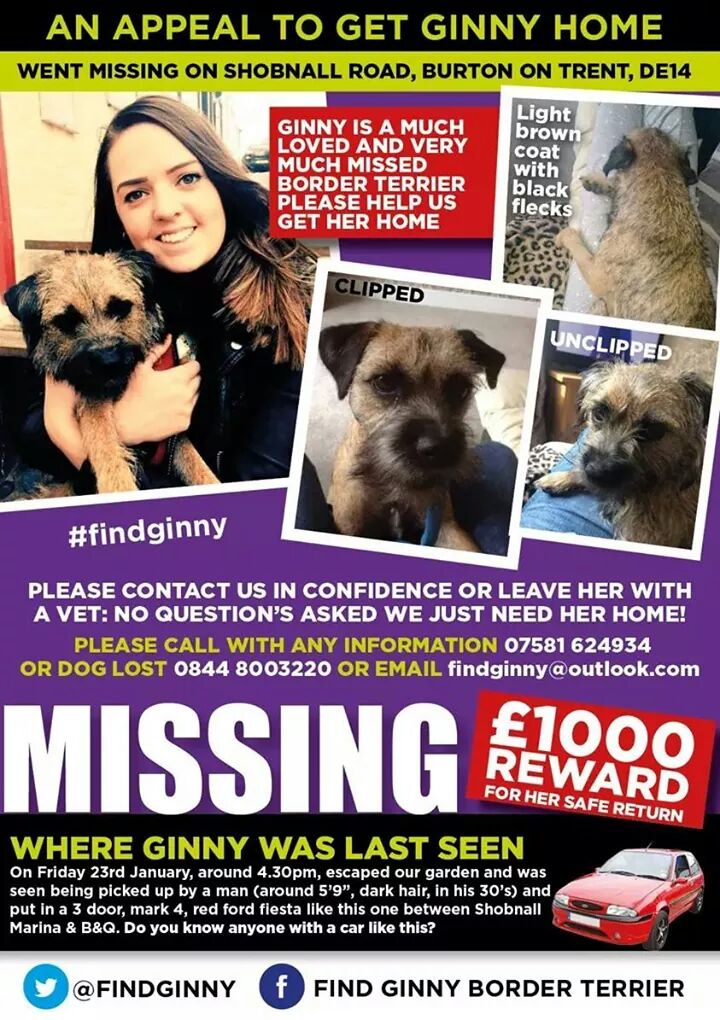 Beautiful ginny, still missing, still missed, still searching x x x <a href="/BTposse/">Border Terrier Posse</a> <a href="/findmurphyhusky/">Murphy's Army</a>