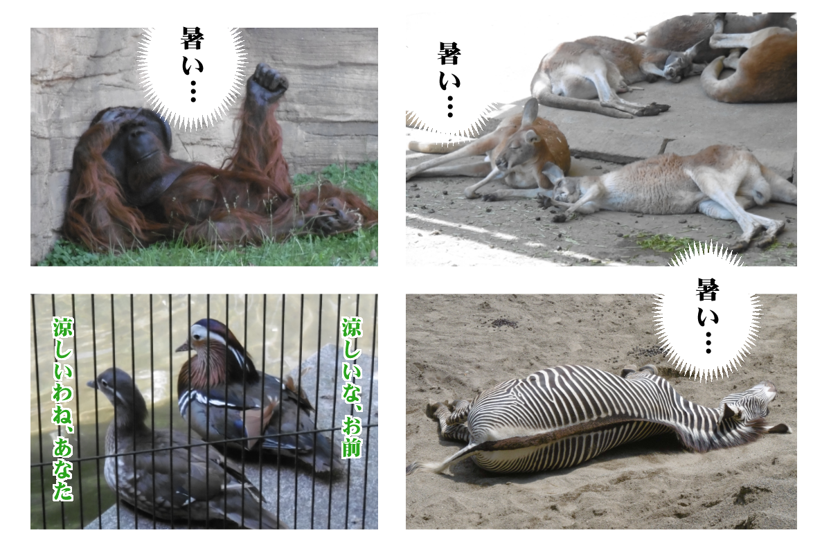 woory_tama's tweet photo. 多摩動物公園に行っ���きました。こんな感じでした。 http://t.co/6WLPO0doSC
