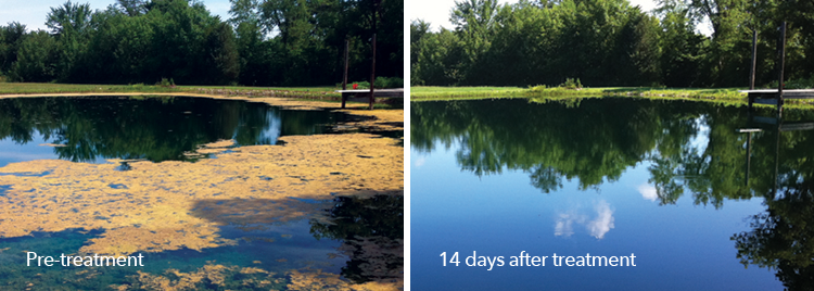GCImagazine's tweet photo. #PGRsandPonds: Long-term aquatic algae control is key to phosphorus management. #Phoslock #SeClear @StewardsofTurf http://t.co/eZdKcun6fs