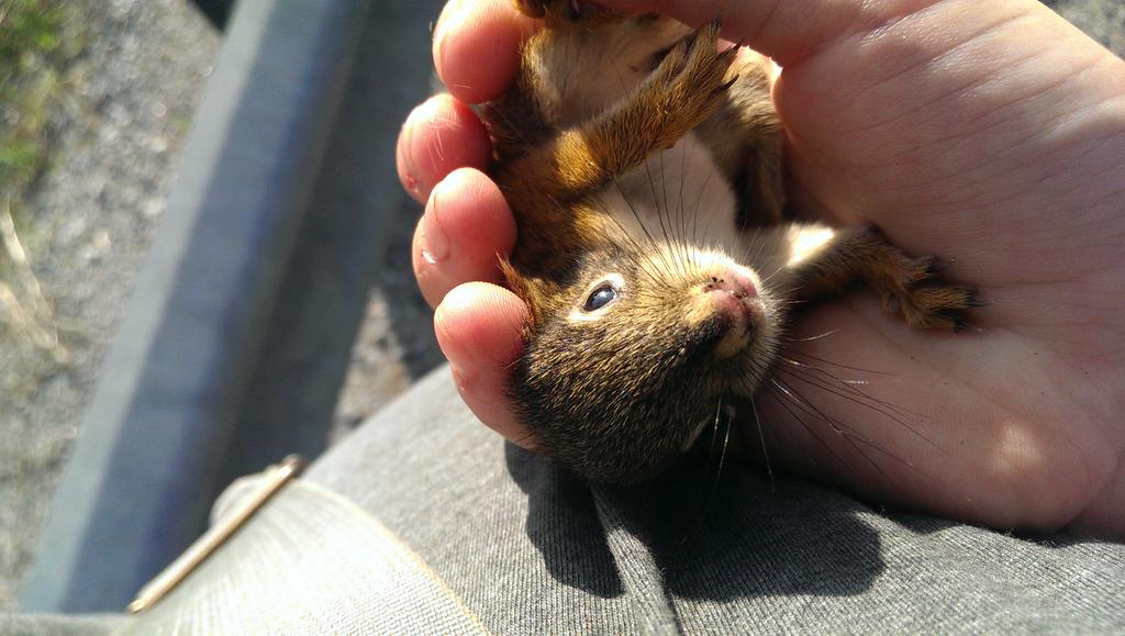 danielscaitlin1's tweet photo. Went out for a walk....brought home a baby red squirrel. Think he fell out of a tree. Didn't see where or the parents http://t.co/zPcp7IjpId