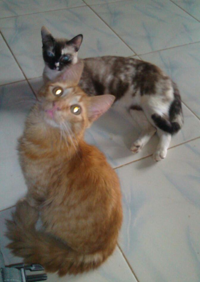 ana fontecha tweet media