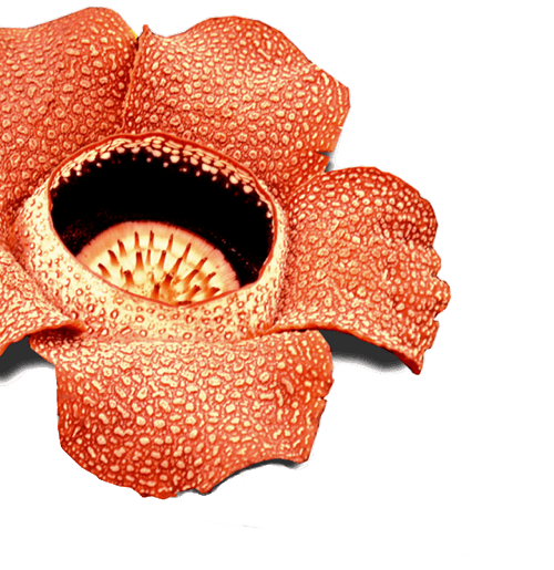 Gambar Ilustrasi Bunga Raflesia Arnoldi - Gambarilus