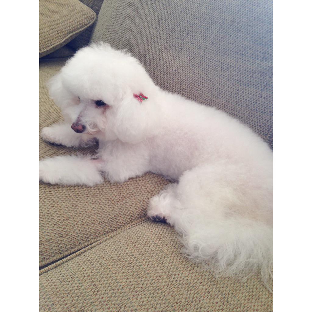 ashleydiaz's tweet photo. RIP Riley.. you lived a long 13 years as a princess and will be missed #alwaysinmyheart 🐶💕👑 http://t.co/iJYiOvVw5r