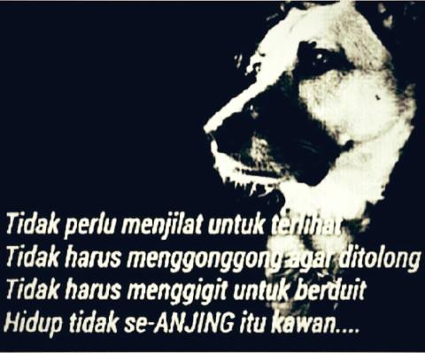 RandaM6's tweet photo. Anjing!! http://t.co/NdpDTd3qIw