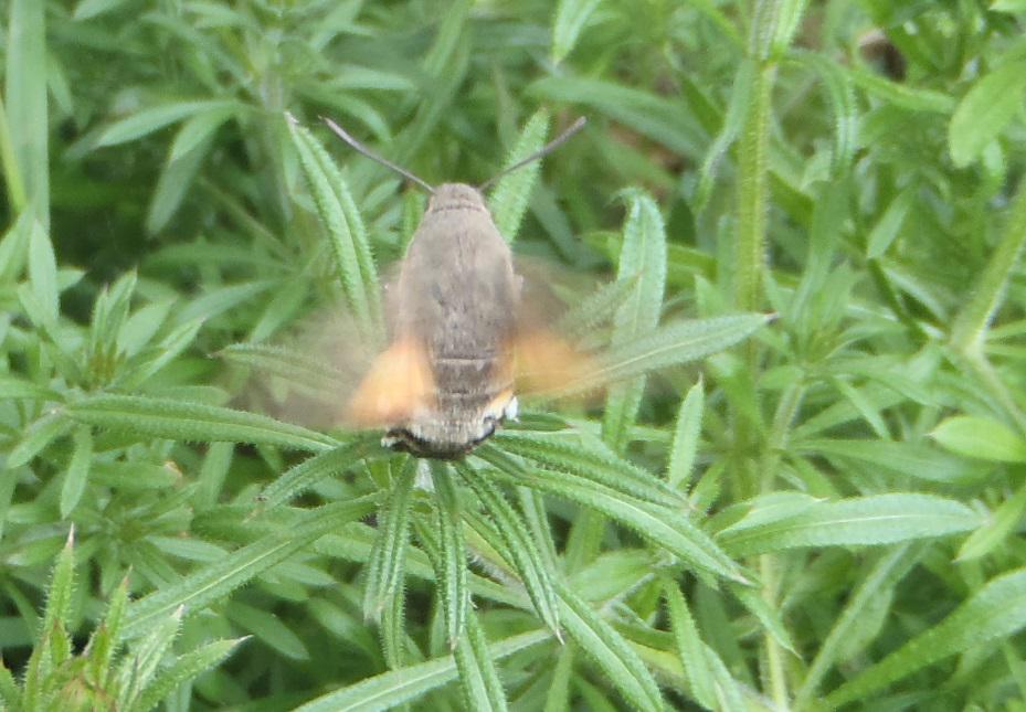 Bex_Cartwright's tweet photo. Just recorded this Humming-bird Hawk-moth on the @savebutterflies #MigrantWatch page :D http://t.co/VdqOLFuU02 http://t.co/e103J8jvnS