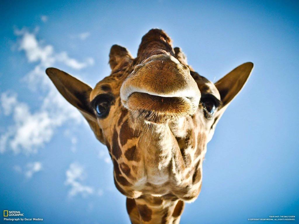 kaloei's tweet photo. @CatHelayel @Emmanimals Je croyais avoir tout entendu mais pas celle-ci. Quel ignare. #1m65 d'études supérieures. http://t.co/wbFjNwFVAz