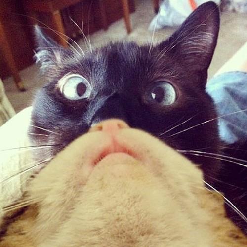ltsKittens's tweet photo. Cat beard on another cat! http://t.co/syiu5F4jiI