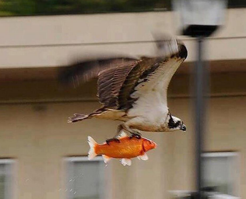 MensHumor's tweet photo. Mad respect for this bird for saving this fish from drowning. http://t.co/srdQQUx2l1