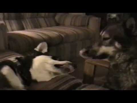 AFV Music Montage: Tongues vid.staged.com/I5up #awesome #style