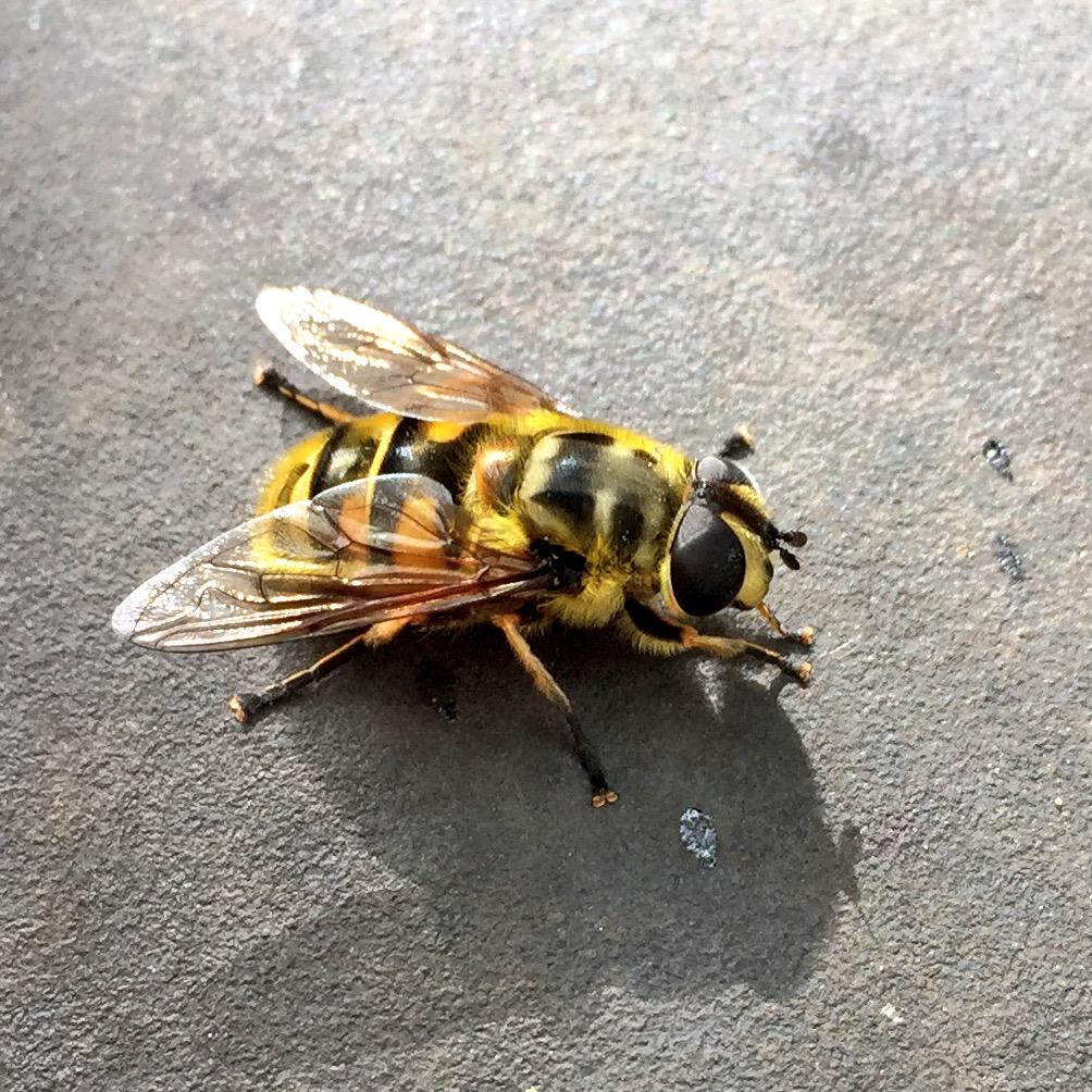 A rather natty hover fly.