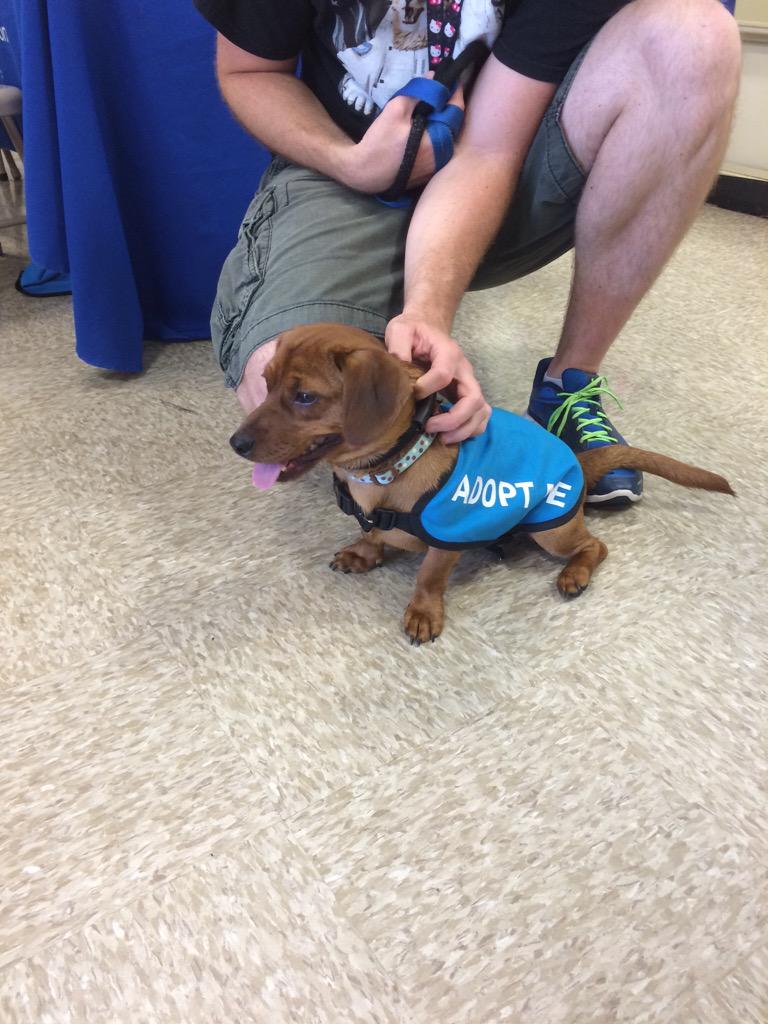mervy88's tweet photo. Clifford is here from #lunashouse for the #NationalAdoptionWeekend #petsmart #Abingdon http://t.co/vYgi2JuVQ5
