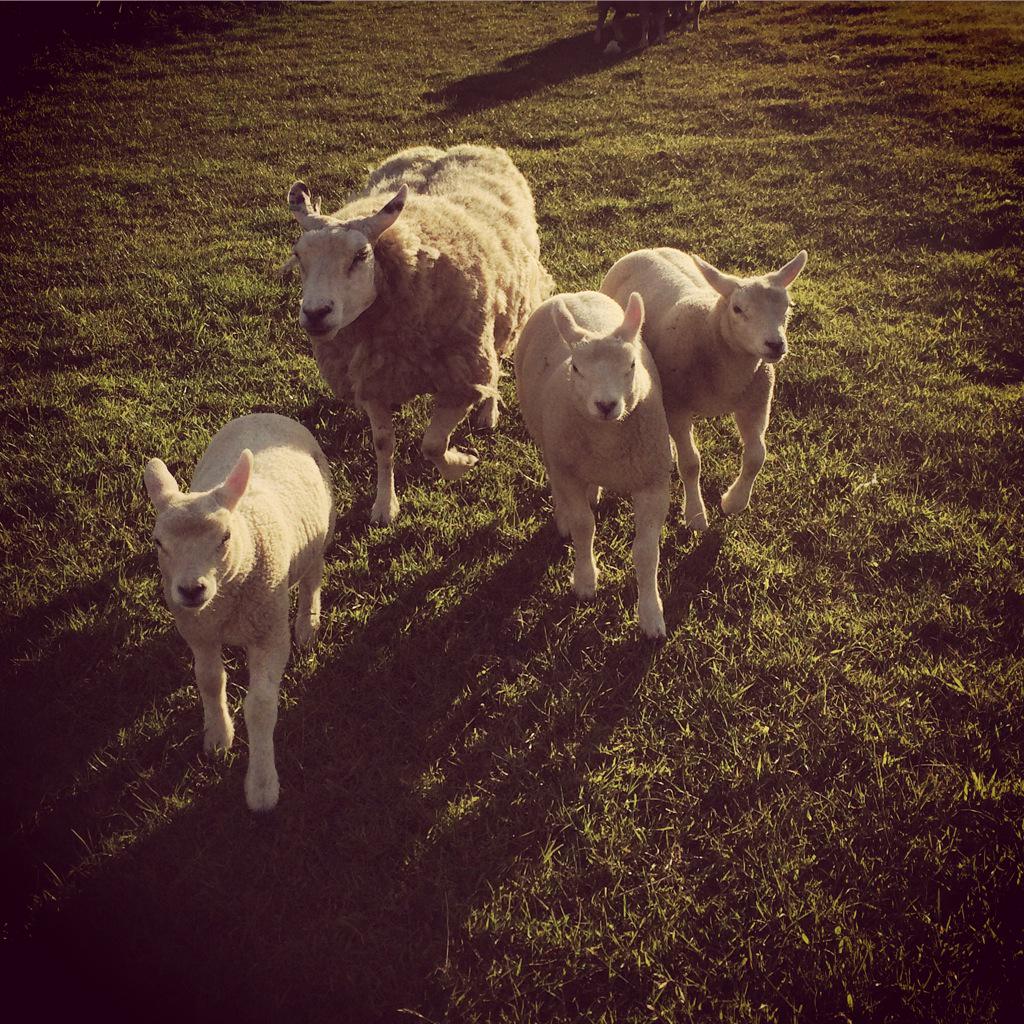 Ab_Morg's tweet photo. Pedigree Texel ewe with her triplet lambs - no assistance, raising them solely @BritishTexel #ProgressiveBreeding ๐ http://t.co/ynfOIdqggg