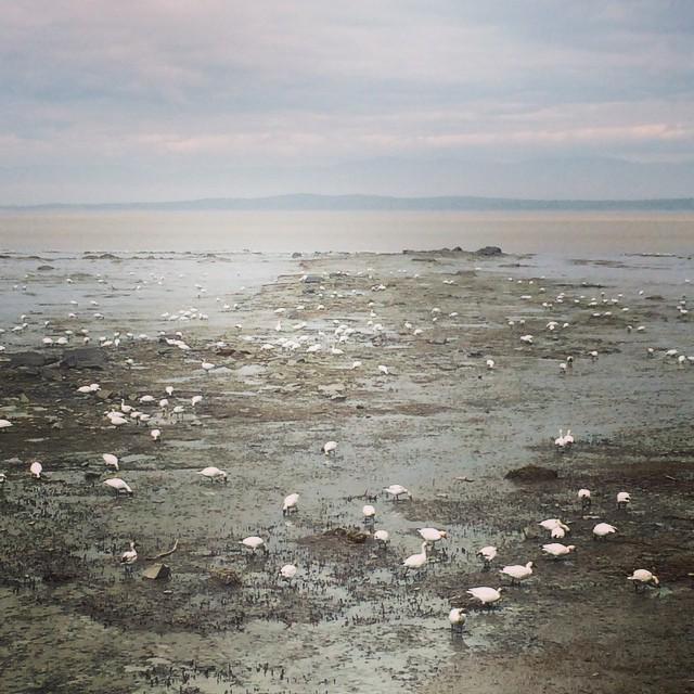 moimessouliers's tweet image. Les deux pieds dans la capitale des oies blanches au #Québec, #Montmagny en @chaudapp. Ça paille en masse :) #quebe…