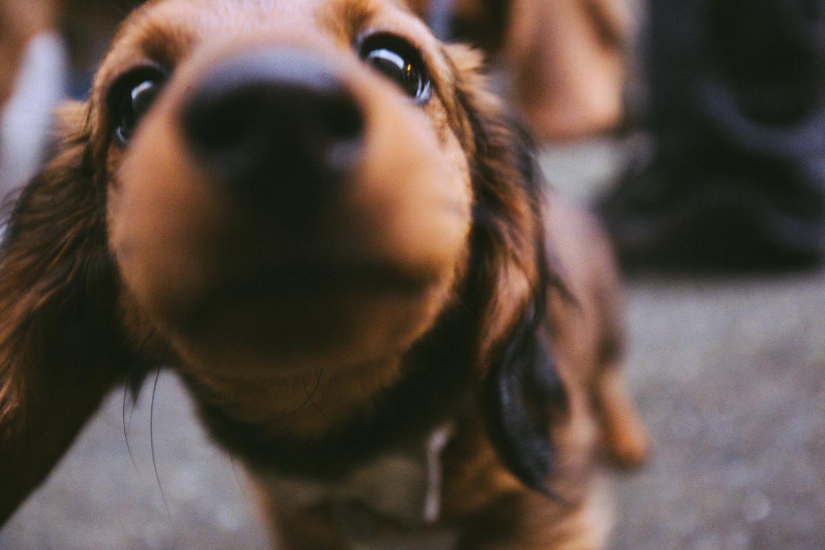 Photos: We met a wiener dog puppy at <a href="/fshrmansvillage/">Fisherman's Village</a> bit.ly/1dcci3E