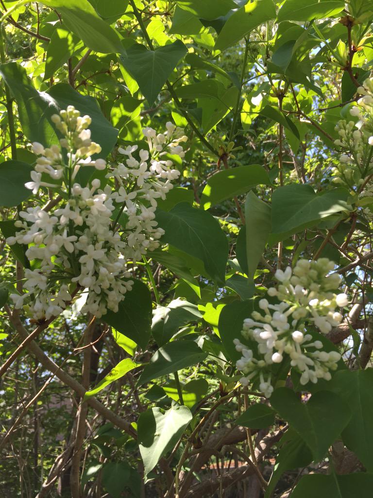 pinebaskets's tweet image. White Lilacs blooming in #GloucesterMA