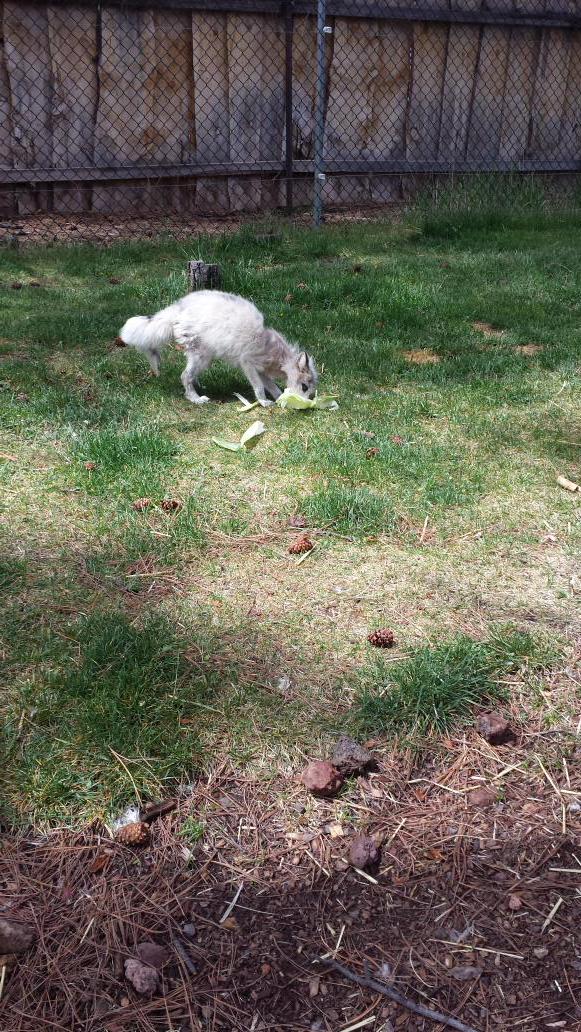 bearizona's tweet photo. Francis and Yazzie loved playing with their corn husk enrichment! #redmarblefox #swiftfox http://t.co/BPQeuO3xWS
