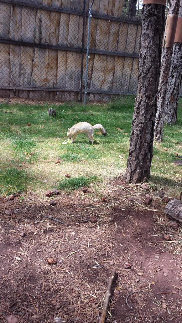 bearizona's tweet photo. Francis and Yazzie loved playing with their corn husk enrichment! #redmarblefox #swiftfox http://t.co/BPQeuO3xWS