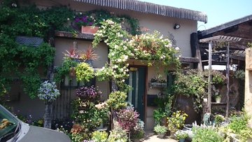 ロベリア Lobelia ガーデニング 堺市 Tel 072 293 85 なび大阪