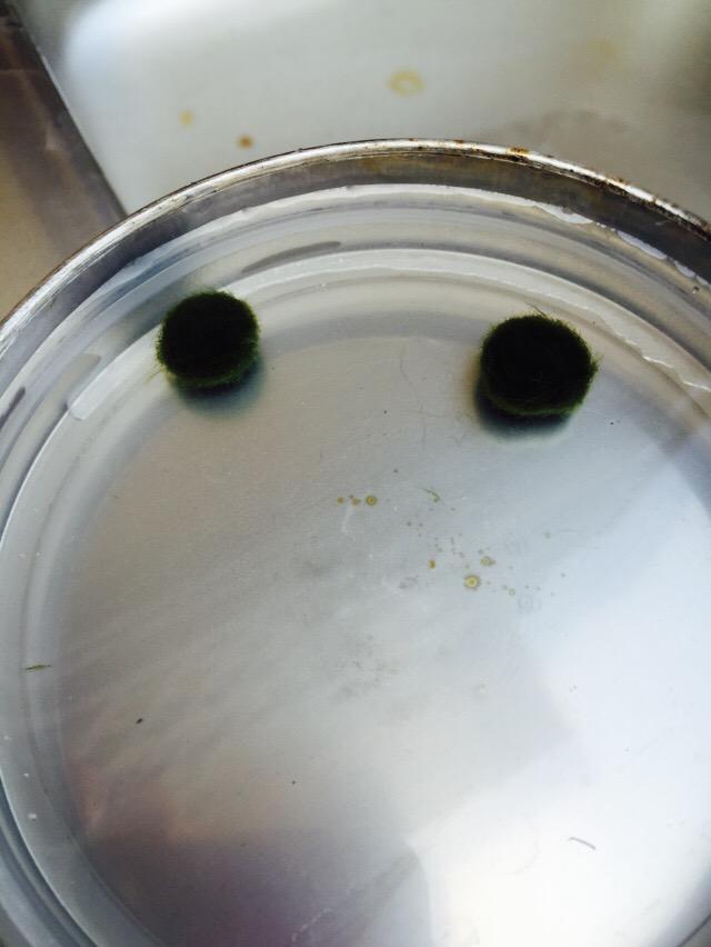 まりも Marimo O Twitter