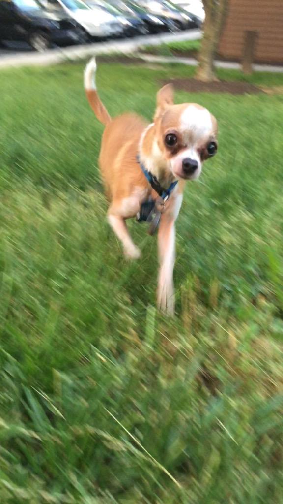 MaxFourPaws tweet picture
