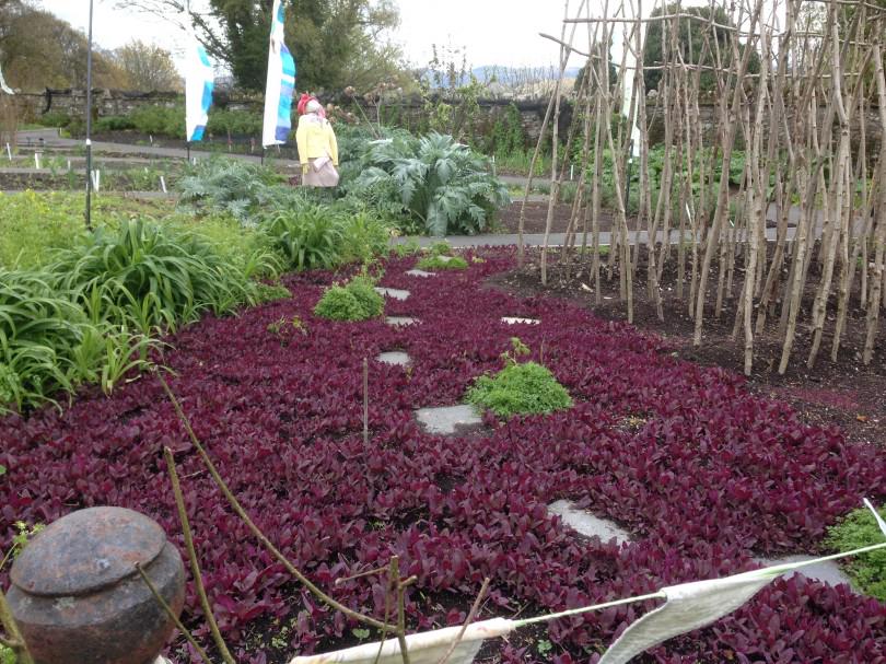 KayHebbourn's tweet image. Orach #growingguide beautiful red posh cousin of spinach.  Easy, delicious &amp;amp; nutritious thisweekinthegarden.co.uk/growing-guides…