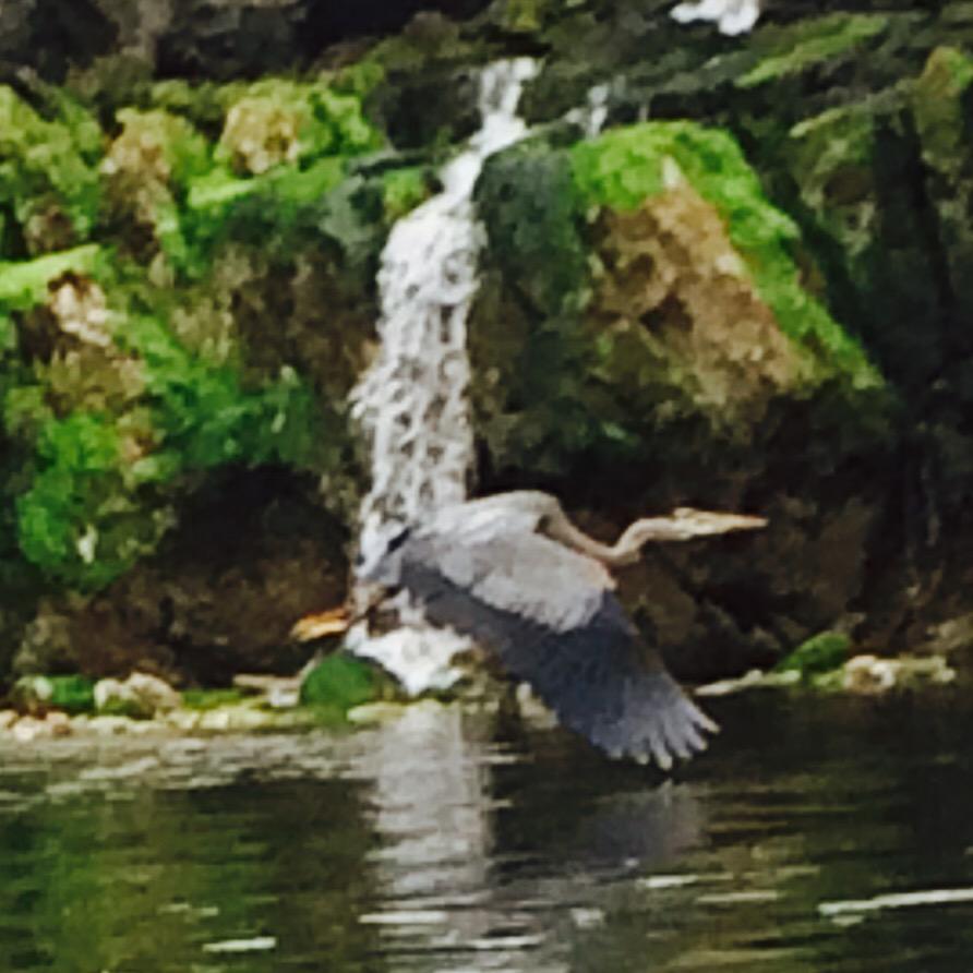 TeriMatthewson's tweet photo. My best way to recharge is to unplug.  Kayaking with heron sighting. @deepcovekayak #Vancouver #justoutsidethecity http://t.co/nQsCafEQLD