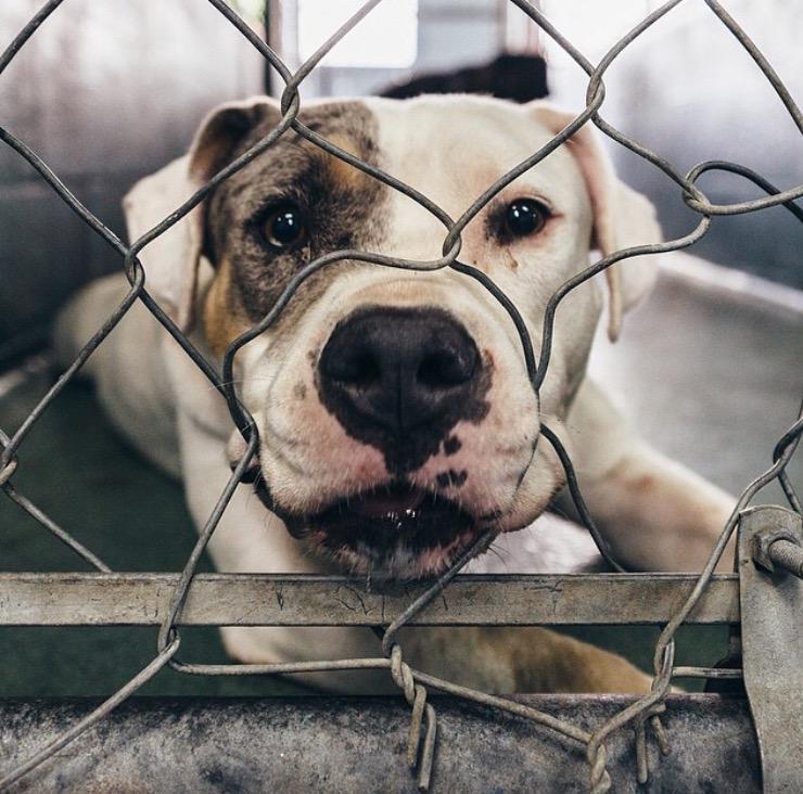 UrgentDogsMiami's tweet image. There are so many adorable pets stuck in shelters around the world waiting for loving homes. Please #AdoptDontShop!