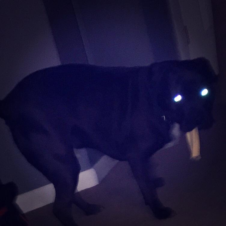 ChristineHaze10's tweet photo. Kingston being photogenic!!! Ghost eyes! #pitbulls #puppy #womansbestfriend #kingston #chefhazel #ghost #love http://t.co/yJdPjAr2gS