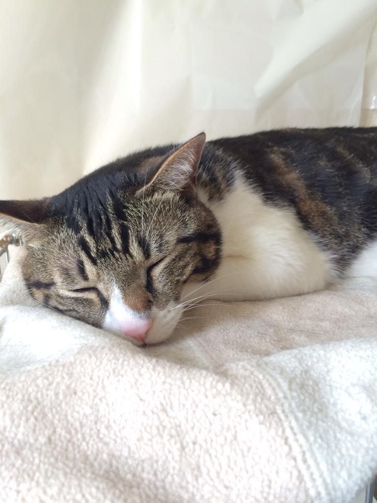 Guri_cat's tweet photo. 【Twitter知恵袋】
かれこれ一時間近く、ただ猫を眺めてます。

猫から離れられません。

何か猫から誘発剤が出てるのでしょうか？

ベストアンサーには「にぼしポイント」を差し上げます🐟 http://t.co/Hu6dDy1nN5