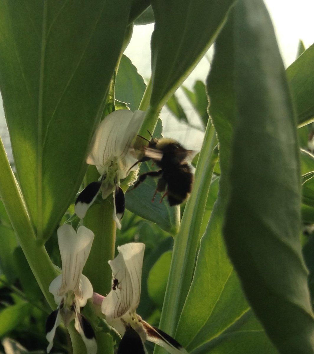 The bumblebees are loving our fava bean blossoms. #nativepollinators