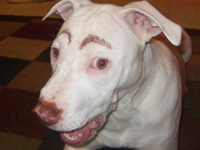 20Kandra's tweet photo. “@Preciosa_Liz: Eyebrows on Fleek Dog #FunniestThingIEverSaw http://t.co/HzByKd8Pgq”@nancy_danielle