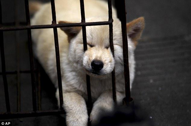 world_rescue's tweet photo. Preventing the 2015 Yulin Dog Meat Festival! To Save the Dogs, pls visit
http://t.co/UNQ68nj5fJ http://t.co/3Ep2L1822z