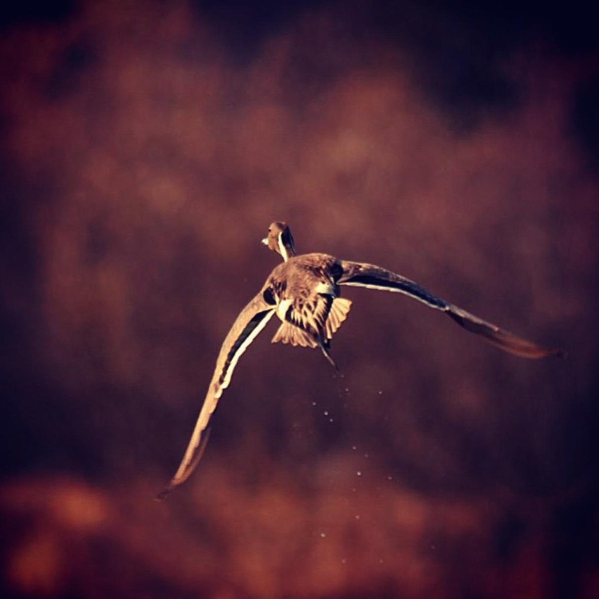 AndriElko's tweet photo. Pintails are one of my top favorites! #pintail #duckcommander #duck #duckdynasty #alaska #birds #feathers http://t.co/DA1kCbCFIg
